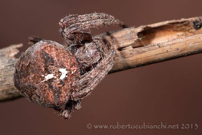Araneus angulatus (prima e dopo la muta?) - Bologna